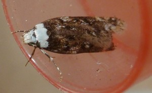 Endrosis sarcitrella-redim750.JPG