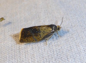 possible 2138  Spatalistis bifasciana 15 05 2017 Lissieu JESC 018.JPG