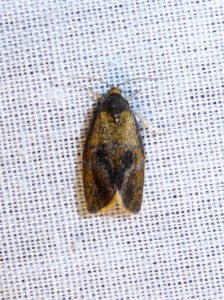 possible 2138  Spatalistis bifasciana 15 05 2017 Lissieu JESC 017.JPG