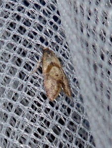 suggest 2117 Cochylidia implicitana 21 05 2017 Limas JESC 077.JPG