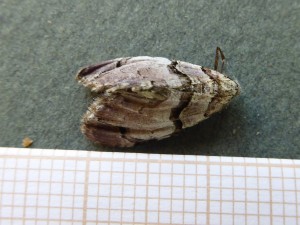 possible 1607 Meganola strigula 22 05 2017 Lissieu JESC 002.JPG