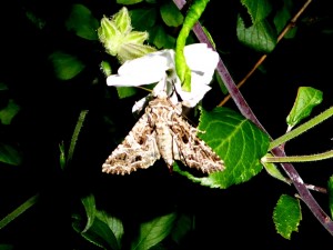 macro1 04 06 2017 St Germain JESC 027.JPG