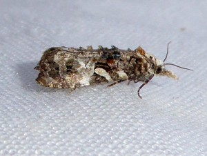 L 2049 Phtheochroa rugosana 07 06 2017 Albigny-sur-Saône JESC 037.JPG