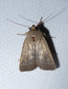 comme Orthosia gracilis mais trop tard dans l'année 07 06 2017 Albigny-sur-Saône JESC 132.JPG