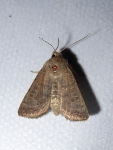 comme Orthosia gracilis mais trop tard dans l'année 07 06 2017 Albigny-sur-Saône JESC 134.JPG