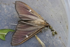 Diaphana perspectalis imago-1314_DxO.jpg