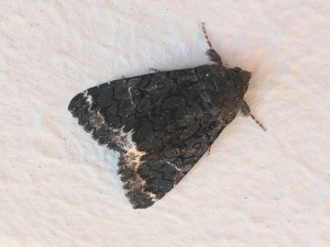 Catephia alchymista-2367.jpg