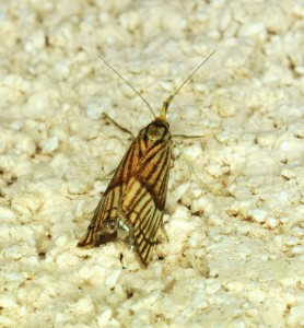 22 - crysocrambus linetella_redimensionner.jpg