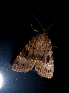 1044 Amphipyra pyramidea 29 06 2017 Lissieu JESC 002.JPG