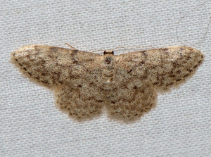 Idaea  Papillon nuit-2661.JPG