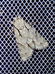 1081 Acronicta psi ou tridens 07 07 2017 Amberieux Sarandiere JESC 424.JPG