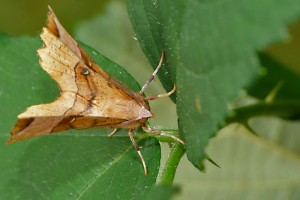 Selenia Tetralunaria.jpg