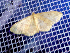 Idaea 14 07 2017 Sathonay JESC 089.JPG