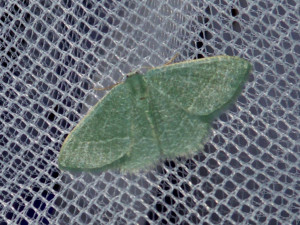 0127 Chlorissa cloraria (pas de ligne antemediane) 18 07 2017 Pommiers JESC 288.JPG