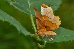 Selenia Tetralunaria 00.jpg