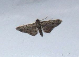 Eupithecia 18 07 2017 Pommiers JESC 278.JPG