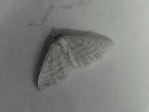 propose Idaea macilentaria 18 07 2017 Pommiers JESC 207.JPG