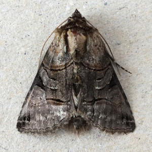 Abrostola tripartita a.jpg