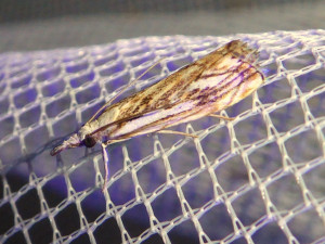 L 2957 Crambus pratella or 2995 Catoptria falcella 23 07 2017 Lucenay JESC 373.JPG