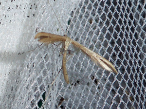 L 2704 Adaina microdactyla 23 07 2017 Lucenay JESC 220.JPG
