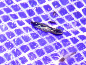 L propose 1797 Dichomeris ustalella 23 07 2017 Lucenay JESC 292.JPG