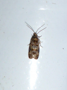 L 2544 Lobesia botrana 05 08 2017 Belleville JESC 179.JPG