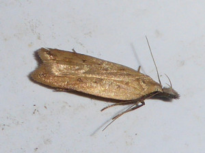 L propose Sophronia semicostella 13 08 2017 Mt Thou JESC 136.JPG
