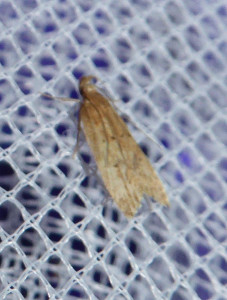 L geleciidae17 08 2017 TousdeSalvagny JESC 404.JPG
