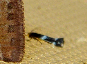L 0484 Callisto denticulella  22 08 2017 St Didier Fromenle JESC 052 - Copie.JPG