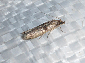 L 2832 Acrobasis tumidana 22 08 2017 St Didier Fromenle JESC 176.JPG