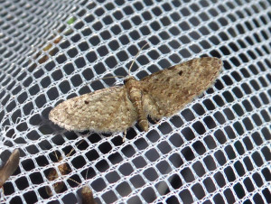 0471 Eupithecia tripunctaria 26 08 2017 Morancé JESC 218.JPG