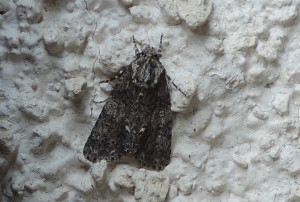 noctuelle de la patience 4b Laheycourt 2017 08 31.jpg