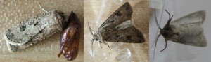 4977 Noctuidae, Agrotis crassa ou segetum... ou... 2009.07.22 (ass).JPG