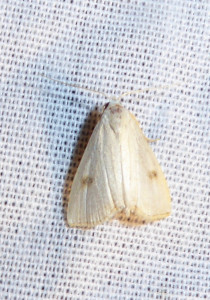 0873 Rivula sericealis blanche 22 09 2017 St Didier Muller 205.JPG