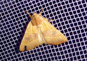 0596 Crocalis elinguaria  ou 1190 Atethmia centrago 22 09 2017 St Didier Muller 229.JPG