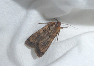 1025 Craniophora ligustri 22 09 2017 St Didier Muller 024.JPG