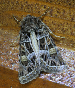 DSC_6624 Leucochlaena oditis Gey - La Noctuelle marquetée 2  à determiner_redimensionner.jpg