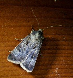 DSC_6775 agrotis trux_redimensionner.JPG