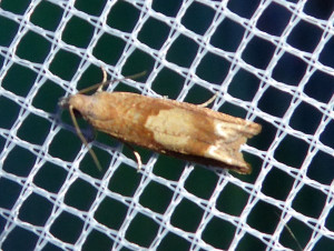 L 2310 Eucosma conterminana 04 07 2017 Collonges JESC 264.JPG