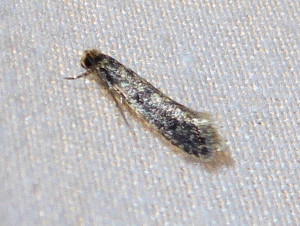 L 0435 Bucculatrix cidarella 26 06 2017 Lissieu JESC 139.JPG