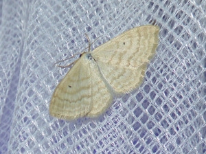 0223 Scopula immutata 05 08 2017 Belleville JESC 362.JPG