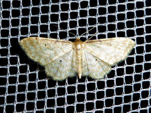 0168 Idaea fuscovenosa 04 07 2017 Collonges JESC 226.JPG