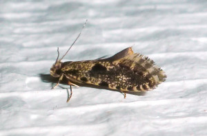 P1520771.JPG