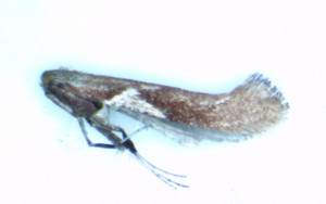 micro3.jpg