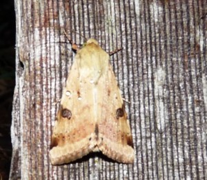 Heliothis peltigera 220709.jpg