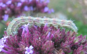 Heliothis peltigera check 01072009.jpg