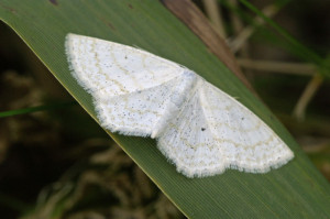 _ICT5424 Scopula floslactata.JPG