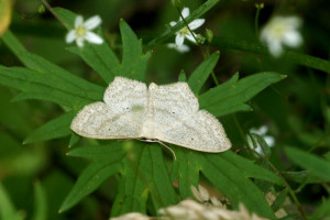 DSC03322 - Scopula immutata - Phalène des paturages (3).JPG