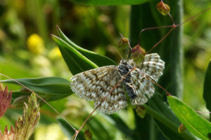DSC02866 - Phalène hardie - Scopula immorata.JPG