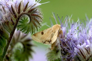 Heliothis peltigera-2711ppc.jpg